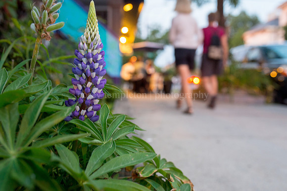 Flower on Munjoy Hill Sidewalk