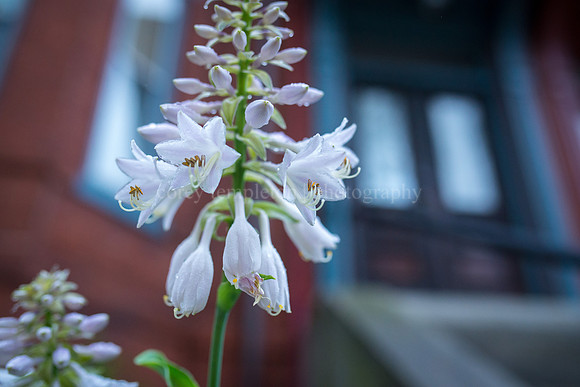 Rainy Day Flowers on Deering Street
