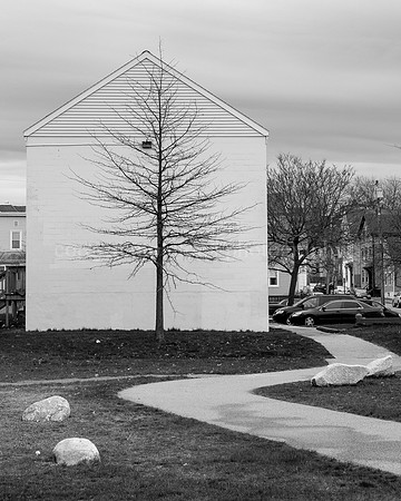 Black & White Bayside Tree