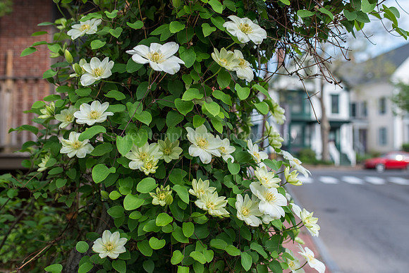 May Street in Bloom