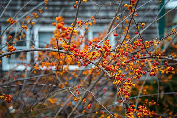 East End Winterberry