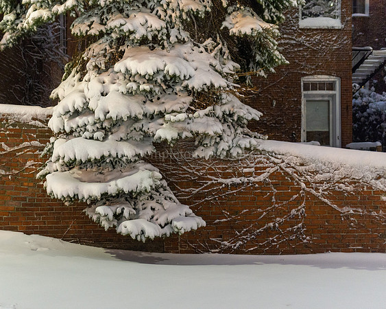 Tree and Roots behind Park Street