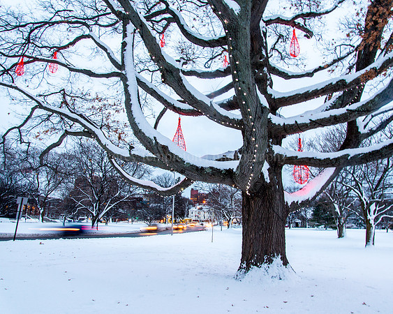 Deering Oaks Park Winter Holidays Tree