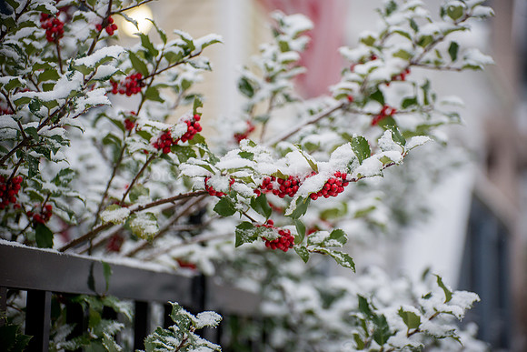 Snow and Shrub along North Street Fence
