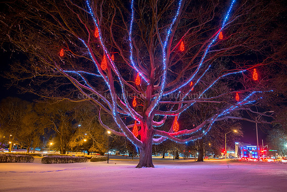 Pandora LaCasse Lights in Deering Oaks Park