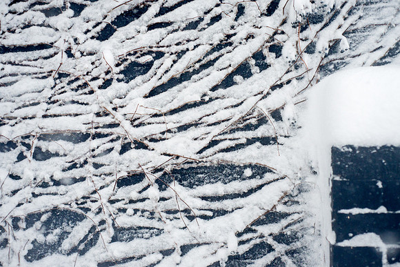 Snow Covered Vines