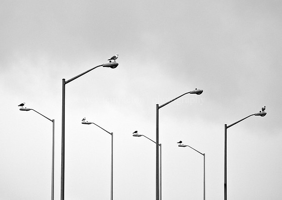 Streetlight Seagulls