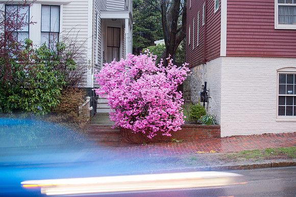 Spring Shrubbery on High Street