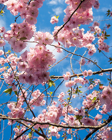 Looking Up at Sky and Cherry Blossoms