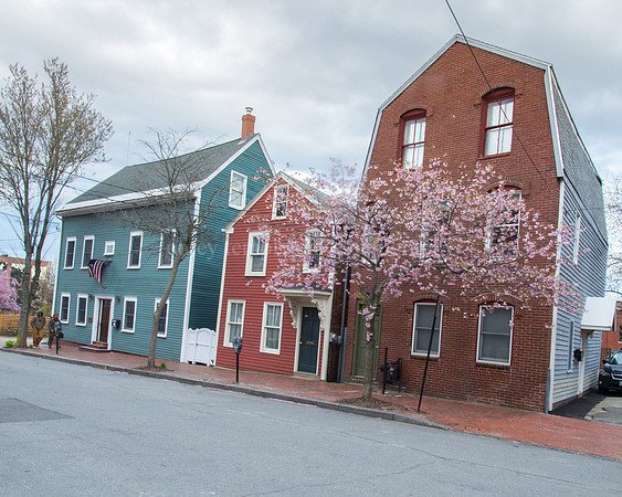 Pleasant Street Buildings and Cherry Blossoms