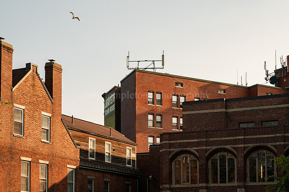 Seagull Above the State Street Church Courtyard on State Street