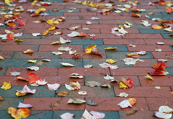 Leaves