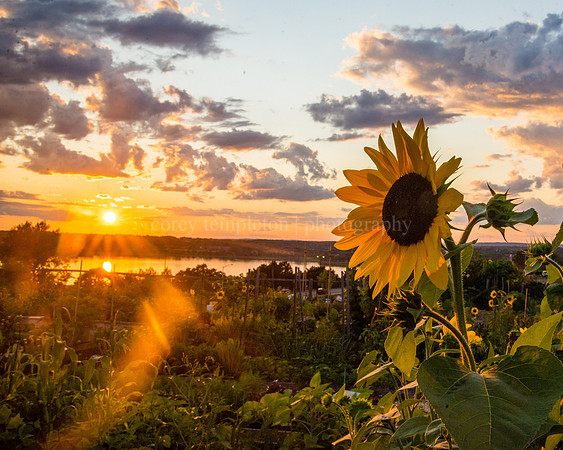 Sun & Flower
