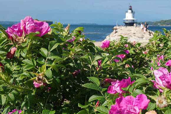 Summer at Spring Point Ledge Lighthouse