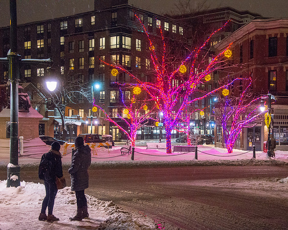Lights on the Trees in Longfellow Square
