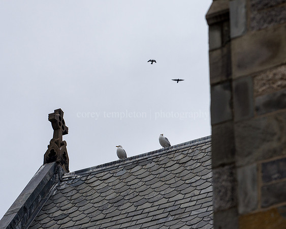 Two by Two - Birds Atop St. Luke's Church on State Street