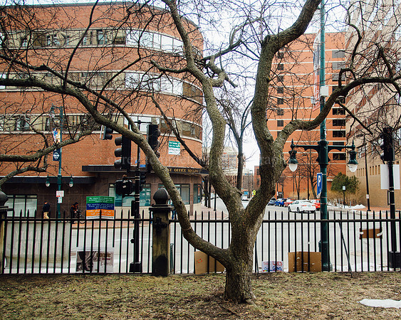 Courtyard Tree at the First Parish Church