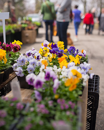 Fresh Flowers at Deering Oaks Park Farmers Market