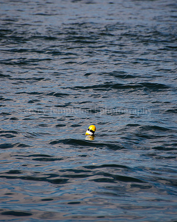 A Buoy in Casco Bay