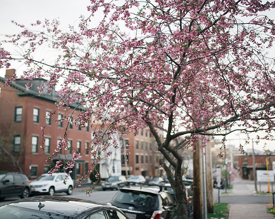 Cherry Blossoms on Danforth Street