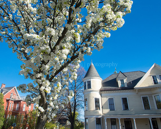 Tree in Bloom at Mellen Street and Cumberland Avenue, Parkside