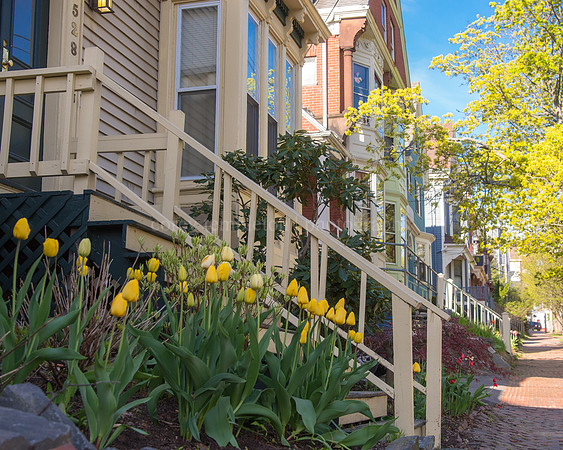 Flowers on Cumberland Avenue, Parkside Springtime