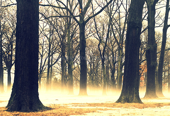 Deering Oaks Fog