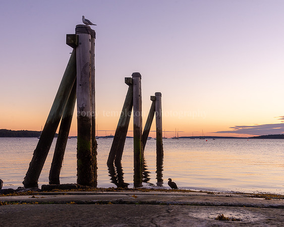 Birds at the East End Beach Boat Launch in the Morning