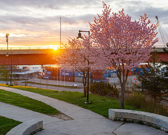 Rising Sun and Cherry Blossoms at Harbor View Memorial Park