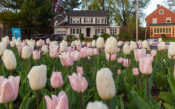 White and Pink Tulips in Fessenden Park