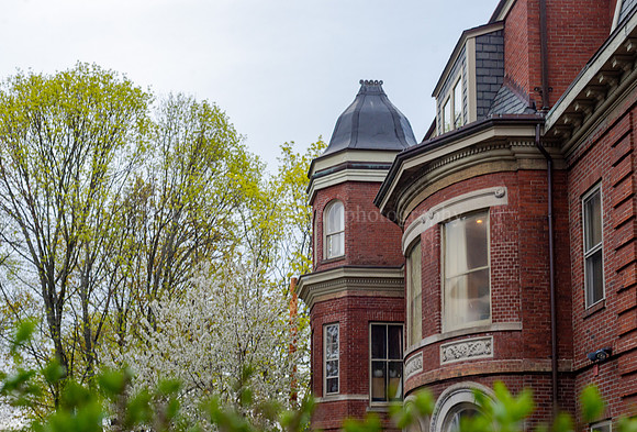 Deering Street Brick and Trees in Bloom