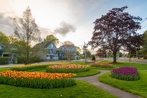 Colorful Tulips in Fessenden Park