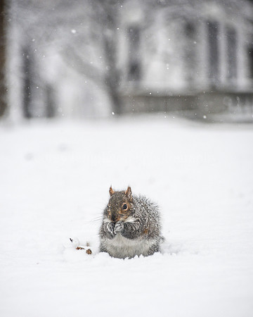 Squirrel