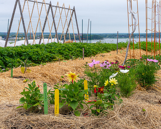 Common Share Garden on the Eastern Prom