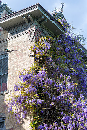 Wisteria on Building in the West End, Fletcher Street