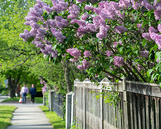 Lilacs on Vaughan Street in the West End