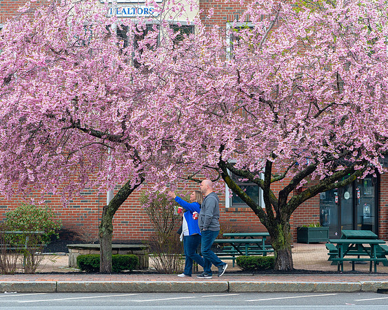Stop and Smell the Cherry Blossoms on Commercial Street