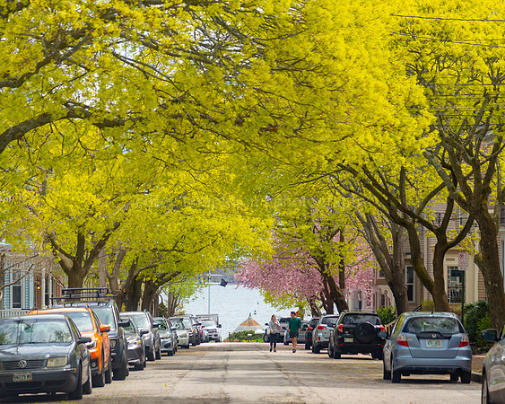 Spring Trees on Morning Street on Munjoy Hill