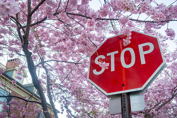 Stop and Smell the Flowers