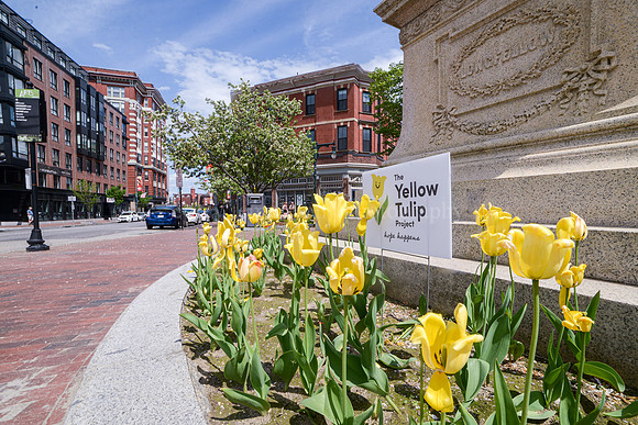 Yellow Tulip Project in Longfellow Square