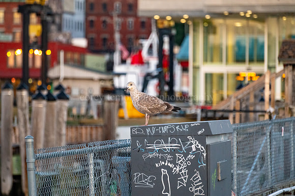 Seagull on Maine State Pier