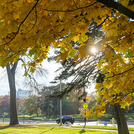 Yellow Tree Foliage and Leaves Deering Oaks Park