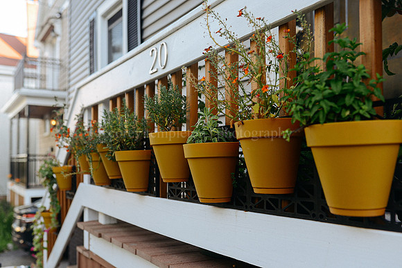 Potted Plants on Tate Street in the West End