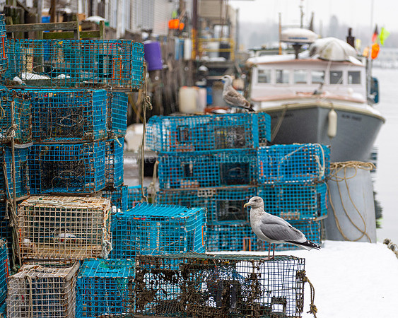 Custom House Wharf Seagulls