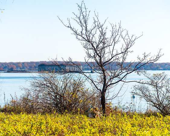 Eastern Promenade Tree and Fort Gorges Casco Bay View
