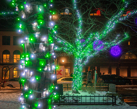 Congress Square Park Trees
