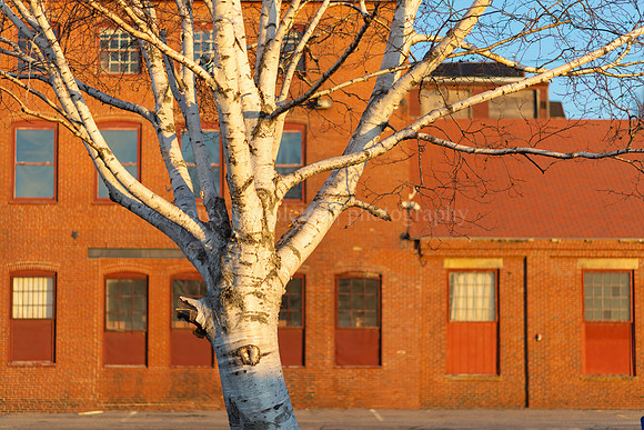 Old Birch Tree, Morning Light on the Eastern Waterfront