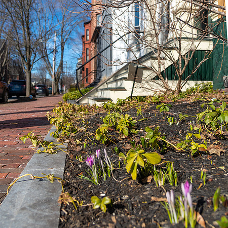 First Crocuses Popping up in the West End on Carroll Street