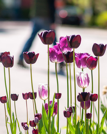 Purple Flowers next to Street in the West End