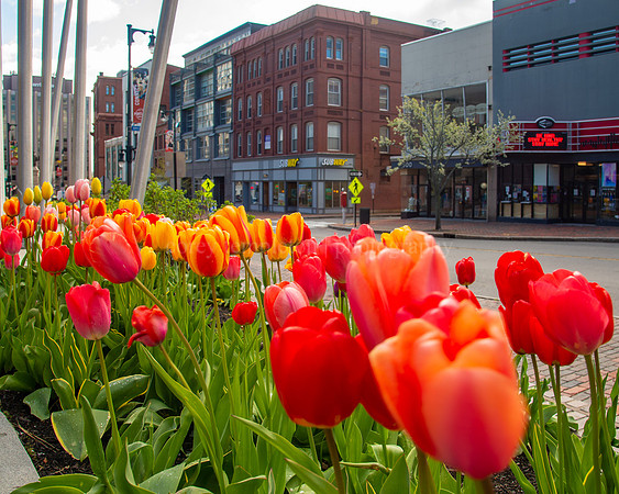 Field of Tulips on Congress Street